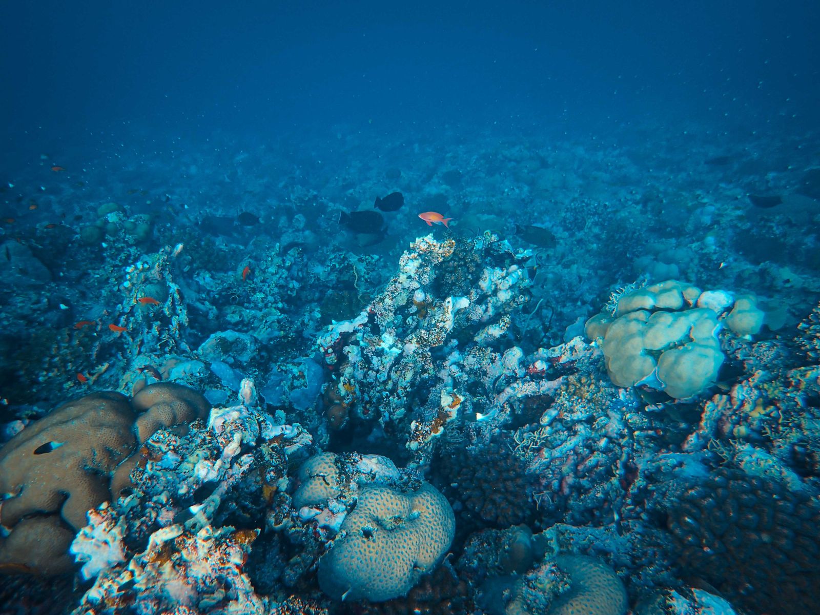 Coral reef ruins underwater
